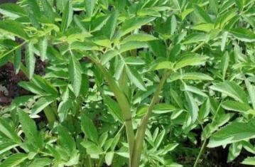 白芨種植發(fā)展前景怎么樣？